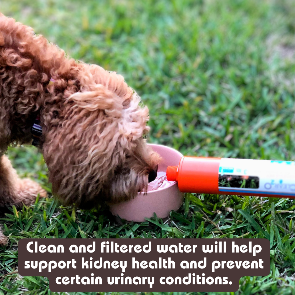 Dog sales water filter